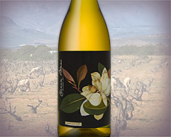 South African ‘Grand Cru’ Chenin Blanc