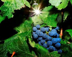 Get used to fine wine at R1,000 per bottle