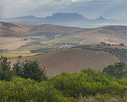 Bloemendal Suider Terras 2015: SA’s best Sauvignon Blanc