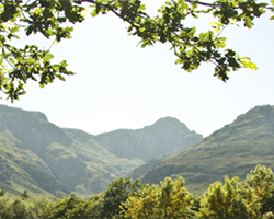 Upper Blaauwklippen Valley HOP 2018