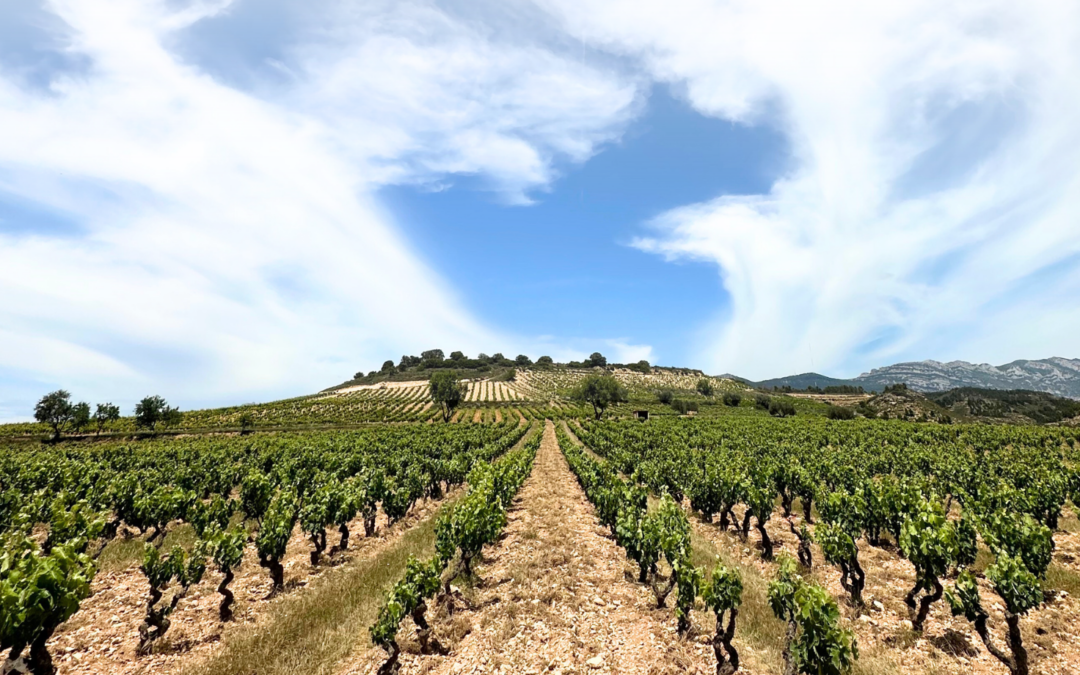 Iberian Bargains: ‘Judge a winery by its cheapest bottle’ – Tim Atkin