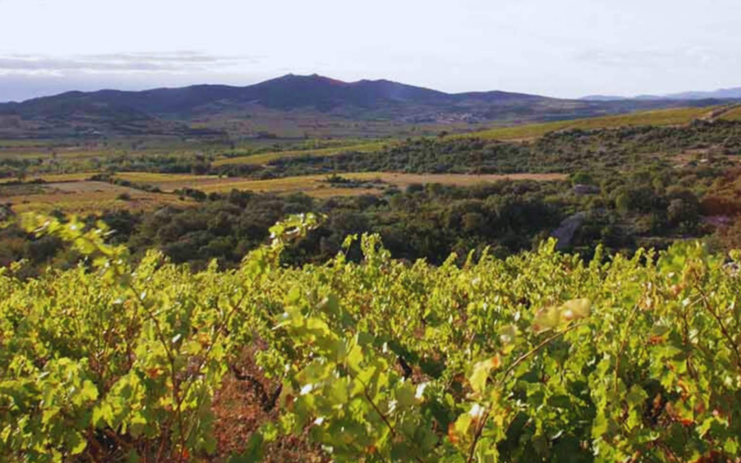 Bila-Haut is Back: 2022 Blanc & Rouge from the Rugged Roussilon
