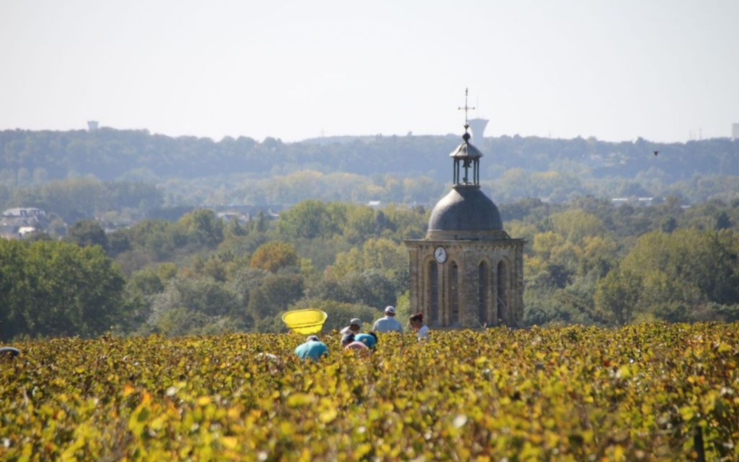 Huet: Two Chenins, 20 Years Apart