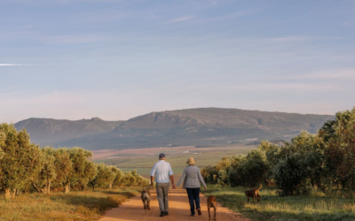 Anysbos Disdit 2023 – One of our Greatest White Blends