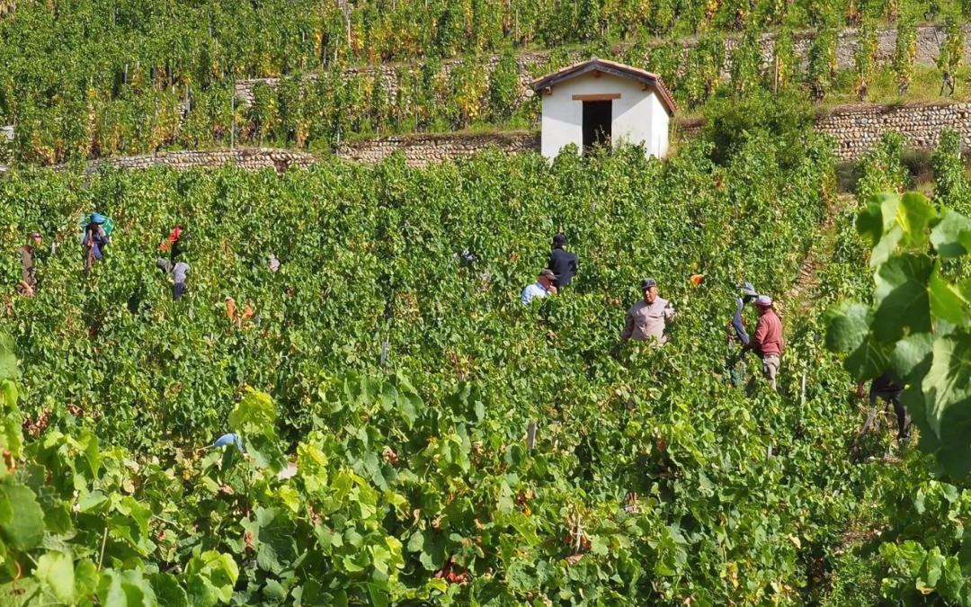 Sensational Single Vineyards – Chapoutier’s Sélections Parcellaires