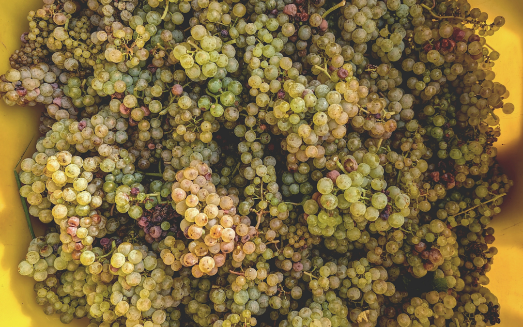 Riesling – ‘The Greatest White Wine Grape’