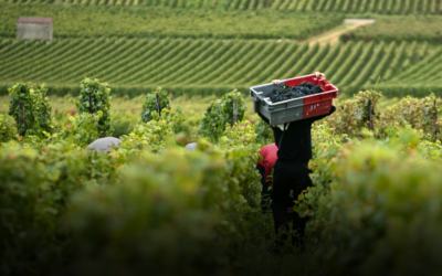 Bargain Burgundy From Joseph Drouhin