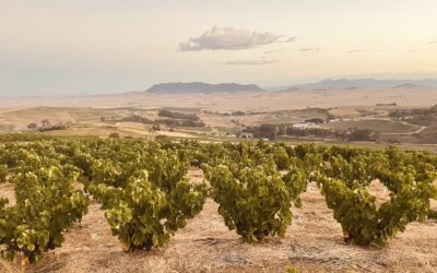 David & Nadia 2024s: A Masterclass in Chenin Blanc