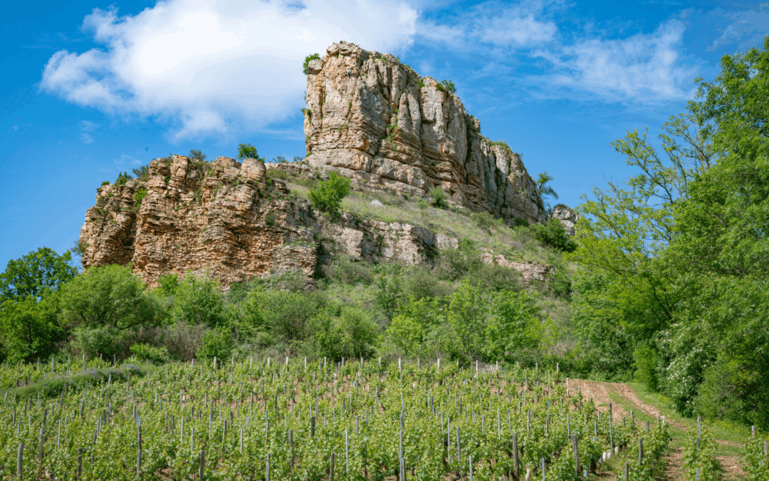 Mâcon’s Héritiers du Comte Lafon: Value Burgundy to keep it classy