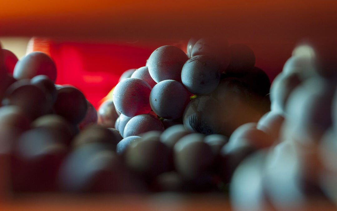 Dolcetto & Barbera: ‘Finely-crafted, world-class wines’ – Wine Enthusiast