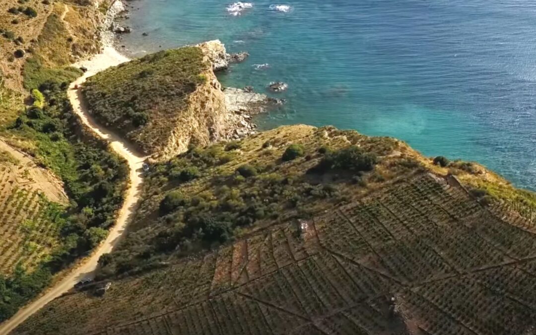 Bila-Haut, baby: Sublime value from the Roussillon