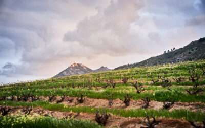 Tim Atkin’s 2025 Special Report – SA’s Top Scoring Wines