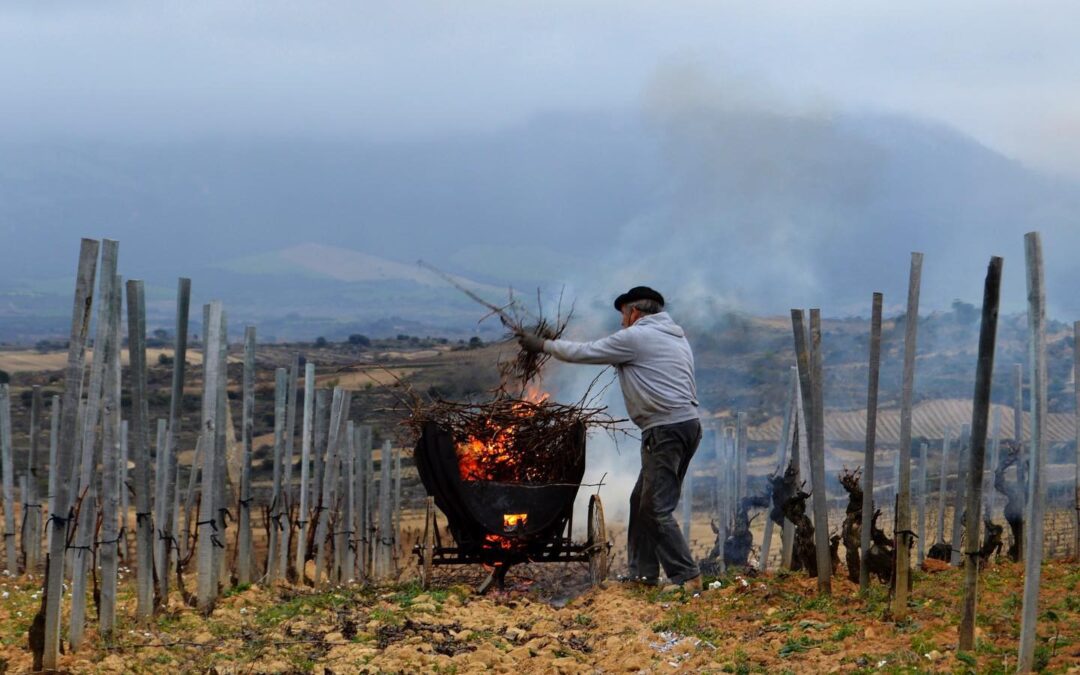 Artuke Tinto 2024: ‘A bargain to buy by the truckload & drink unashamedly’ – WA