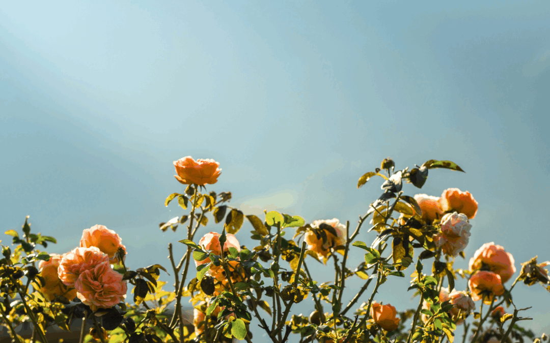 Italian rosé: ‘I freaking love rosato right now’ (Bon Appétit Magazine)