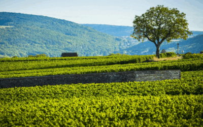 Burgundy is back: ‘Yes, I adore the 2023 vintage’ – Neal Martin
