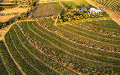 Neal Martin’s Top-Scoring wines