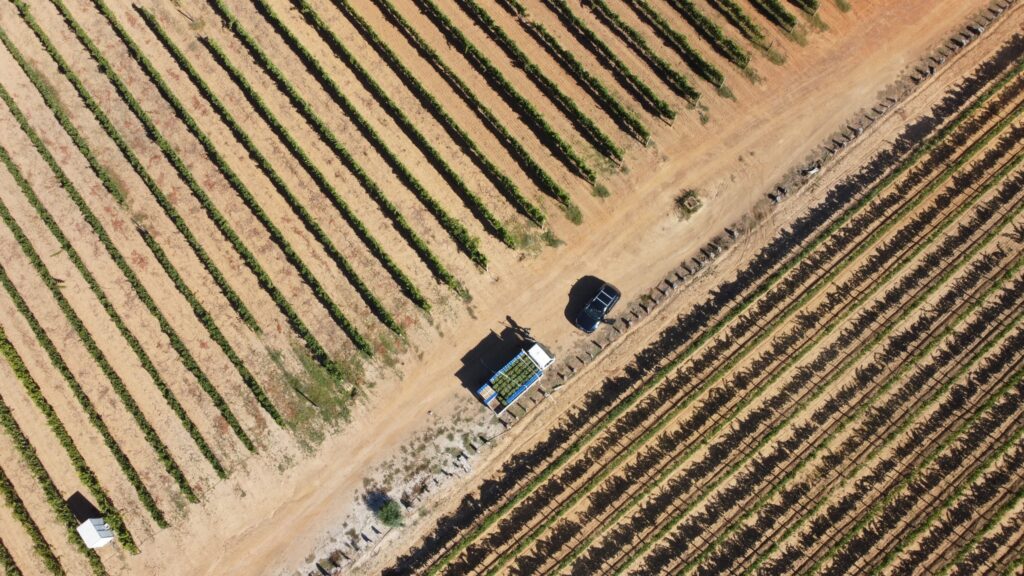 Aerial view of neatly arranged vineyard rows, with a truck and utility vehicle parked along a dirt road.
