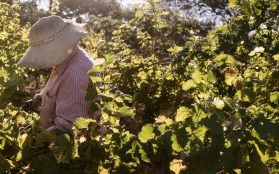 Tempier’s Bandol Rosé 2024: ‘Utter class’ – Vinous