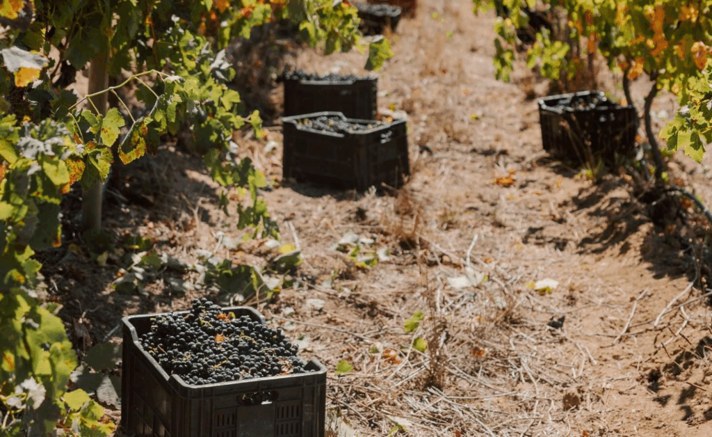 Baskets filled with freshly picked black grapes sit among lush vines in a sunlit vineyard. Autumn leaves add color to the scene.