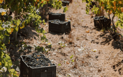 95pt Staanspoor Syrah