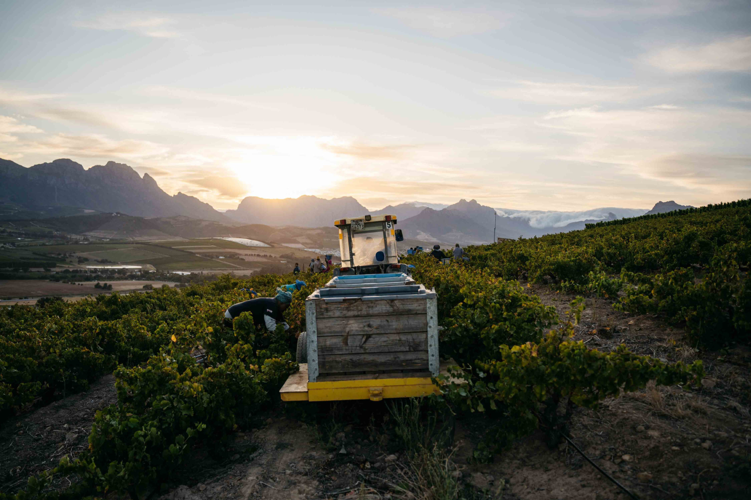 Du Bois: A brilliant new discovery - Wine Cellar Plus