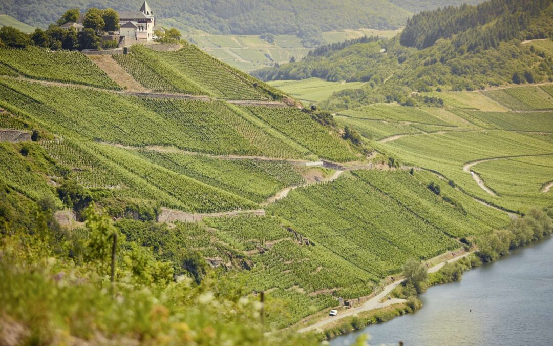 Clemens Busch Trocken 2023: ‘Combines the Mosel virtues of lightness and intensity’ – James Suckling