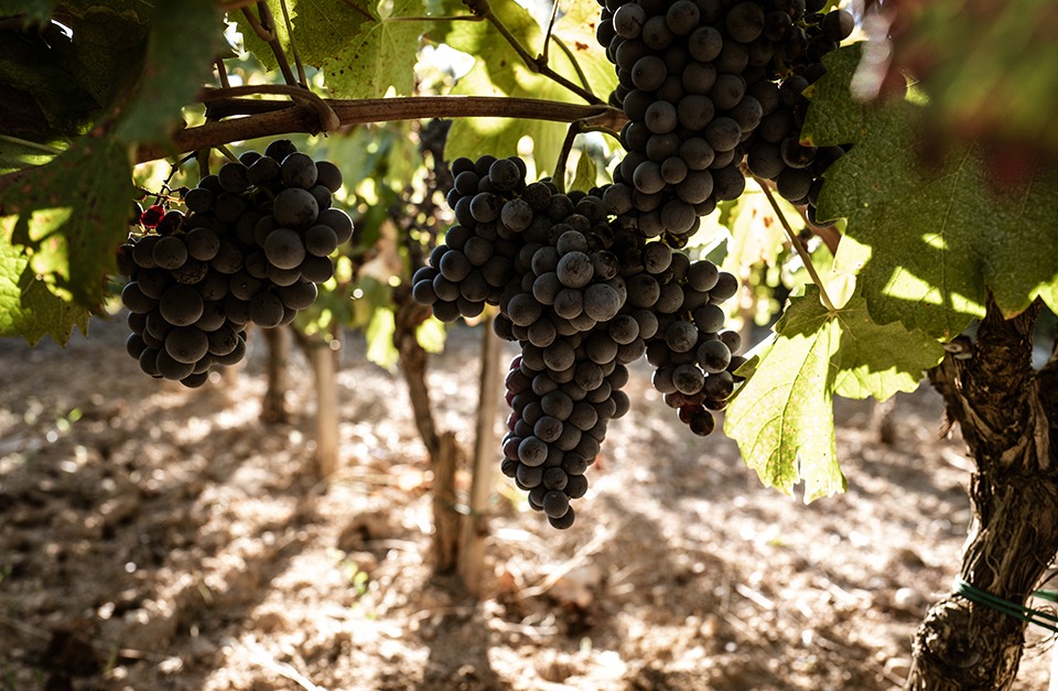 Mighty Mourvèdre: Tempier’s Bandol Rouge Cuvée Classique 2022
