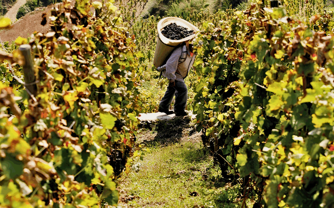 99pt Hermitage from legendary Michel Chapoutier