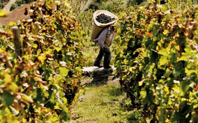 99pt Hermitage from legendary Michel Chapoutier