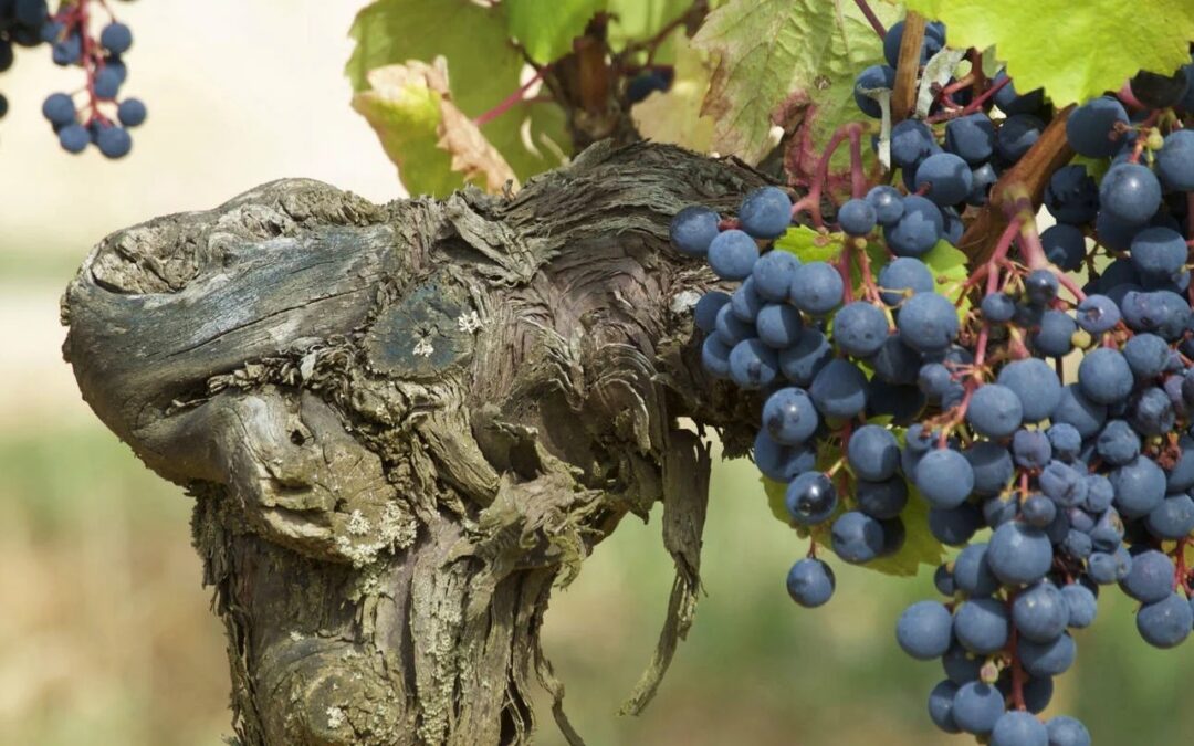 Cahors – Malbec’s historic and spiritual home