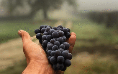 GD Vajra’s 2024s – ‘Every wine is spot on’ (Vinous)