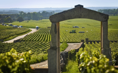 Comtes Lafon: ‘In 2023, I am smitten by the red Volnays’ – Neal Martin