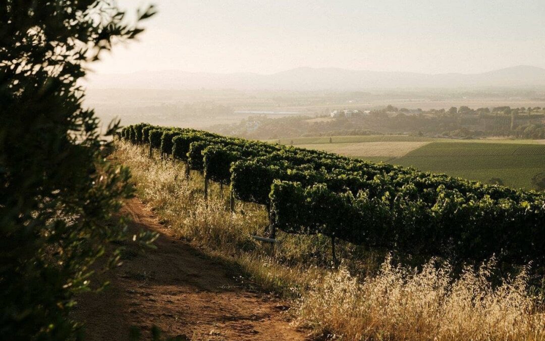 Kanonkop Cabernet Sauvignon 2021